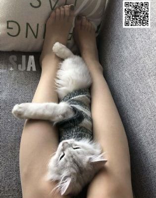 香港借种_剧情片在线观看电视